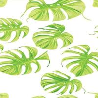 green monstera pattern white background. exotic pattern with tropical leaves. Vector illustration. monstera leaf pattern. Tropical palm leaves. Exotic design fabric, textile print, wrapping paper