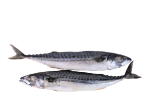 Makrelenfisch frisch gefroren, blaue Makrele auf transparentem, isoliertem Hintergrund. png. png