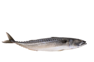 Makrelenfisch frisch gefroren, blaue Makrele auf transparentem, isoliertem Hintergrund. png. png