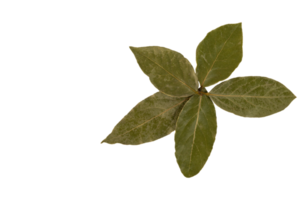 un' impostato di cinque asciutto baia foglie, piegato nel il modulo di fiore petali, png, trasparente sfondo. png