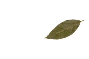 feuille de laurier sèche et flétrie. png, fond transparent. png