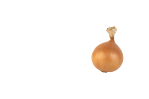 One large yellow onion bulb in the husk, PNG, transparent background. png