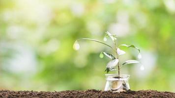 Growing tree in a jar, coin holder, growth concept. from saving money, photo