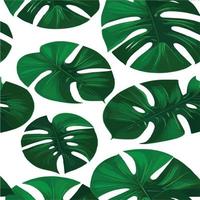 patrón de monstera verde fondo blanco. patrón exótico con hojas tropicales. ilustración vectorial patrón de hoja de monstera. hojas de palmeras tropicales. tela de diseño exótico, estampado textil, papel de regalo vector