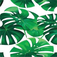 patrón de monstera verde fondo blanco. patrón exótico con hojas tropicales. ilustración vectorial patrón de hoja de monstera. hojas de palmeras tropicales. tela de diseño exótico, estampado textil, papel de regalo vector