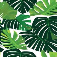 green monstera pattern white background. exotic pattern with tropical leaves. Vector illustration. monstera leaf pattern. Tropical palm leaves. Exotic design fabric, textile print, wrapping paper