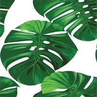 patrón de monstera verde fondo blanco. patrón exótico con hojas tropicales. ilustración vectorial patrón de hoja de monstera. hojas de palmeras tropicales. tela de diseño exótico, estampado textil, papel de regalo vector