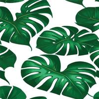 patrón de monstera verde fondo blanco. patrón exótico con hojas tropicales. ilustración vectorial patrón de hoja de monstera. hojas de palmeras tropicales. tela de diseño exótico, estampado textil, papel de regalo vector