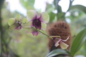 Selective focus of Dendrobium bigibbum orchid flower commonly known as Cooktown Orchid or Mauve Butterfly Orchid or Lilac Purple Orchid in garden, Indonesia. photo