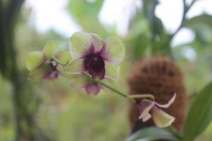 Selective focus of Dendrobium bigibbum orchid flower commonly known as Cooktown Orchid or Mauve Butterfly Orchid or Lilac Purple Orchid in garden, Indonesia. photo