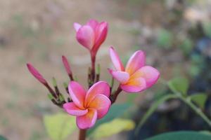 Selective focus view of beautiful red frangipani flowers in garden on blurred background. Its scientific name is Plumeria rubra. Used for ornamental plants. photo