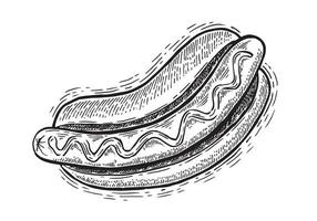 Hot dog hand drawn illustration. vector