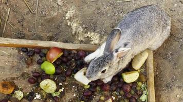 ljuv däggdjur djur- kanin är äter frukt och grönsaker video