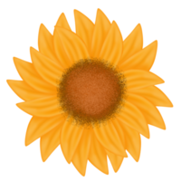 Sunflower petal illustration png