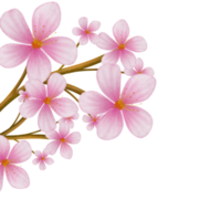 Cherry blossom watercolor png