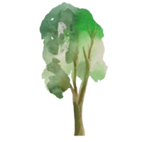 árvore com ilustração em aquarela de folhas verdes png