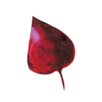 illustration aquarelle de feuille d'arbre rouge png
