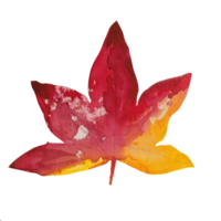 maple dry leaf watercolor illustration png