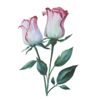 rosas florecientes en un montón ilustración acuarela png