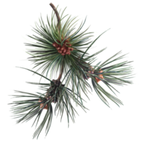 coniferous pine tree with cones, botanical illustration png