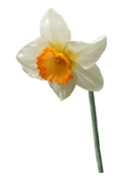 daffodil realistic illustration isolated on png