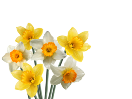 boeket van bloeiend narcis bloemen voorjaar behang png