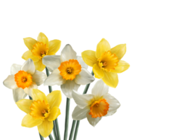 bukett av blomning narciss blommor vår tapet png