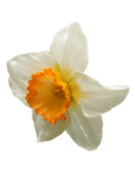 daffodil side view closeup realistic illustration isolated png