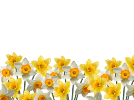 field of blooming daffodils spring wallpaper png