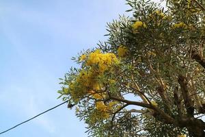 Golden trumpet tree with beautiful flowers photo