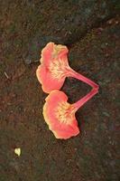 Red flamboyant flowers falling on the paving photo