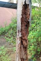rotting palm tree trunk eaten by termites photo