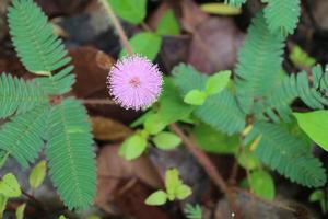 una hermosa flor rosa redonda llamada mimosa pudica flor foto