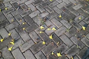 A beautiful flower named Golden trumpet falls on the paving road photo