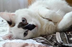 A white cat with blue eyes and a black nose lies on its side on the bed. photo