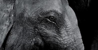Close up head of wooden elephant statue and eye in black and white tone. Art of object and animal in monochrome concept. photo