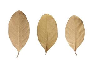 Dried Leaf isolated photo