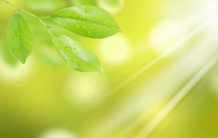 green leaf with drops of water with natural background photo