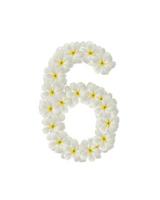 Numbers six made of tropical flowers frangipani isolated on white photo