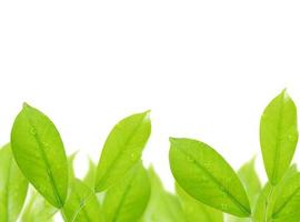 hoja verde con gotas de agua aislado sobre fondo blanco. foto