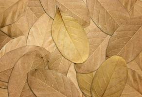 Dry leaves autumn background photo