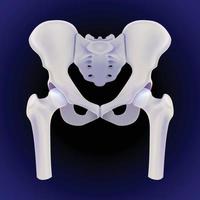 A 3D illustration of the complete front view of the human hip bone on a dark blue background rendered realistically. vector