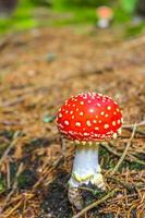 Beautiful red poisonous toadstool mushrooms mushroom in the forest Germany. photo