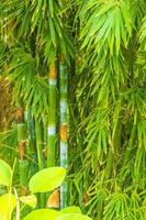 bosque tropical de árboles de bambú amarillo verde en la isla de phuket, tailandia. foto