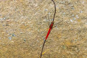 hermosa libélula roja brillante en la naturaleza tropical de la isla de phuket, tailandia. foto