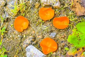 varias especies venenosas de hongos hongos en el bosque alemania. foto