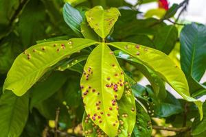 Tropical nature with palm trees flowers plants in jungle forest Thailand. photo