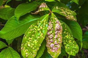 Tropical nature with palm trees flowers plants in jungle forest Thailand. photo