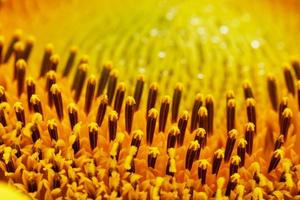 Sunflower close-up in the form of patterns and full-screen textures as the background. photo