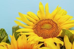 A bouquet of sunflower seed flowers on a blue background. photo